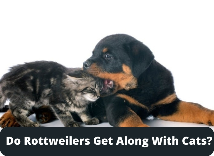 Do Rottweilers Get Along With Cats? Top 7 Tips