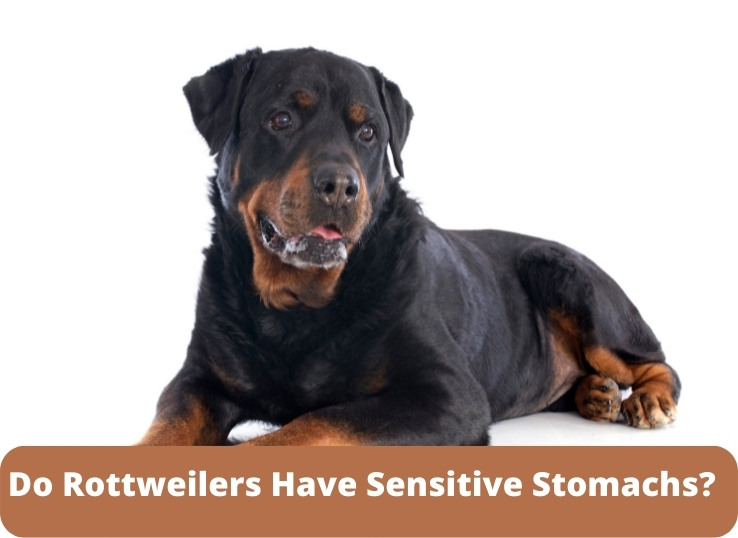 Do Rottweilers Have Sensitive Stomachs? (New)