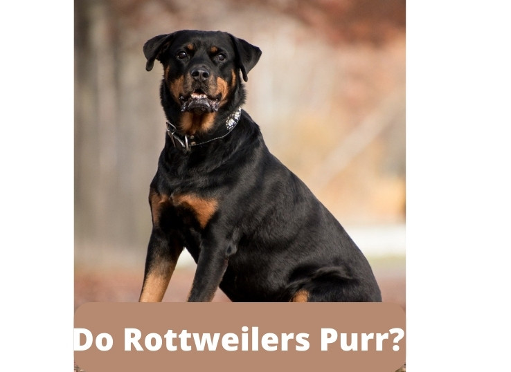 Do Rottweilers Purr? 3 Signs Your Dog is Growling Not Purring