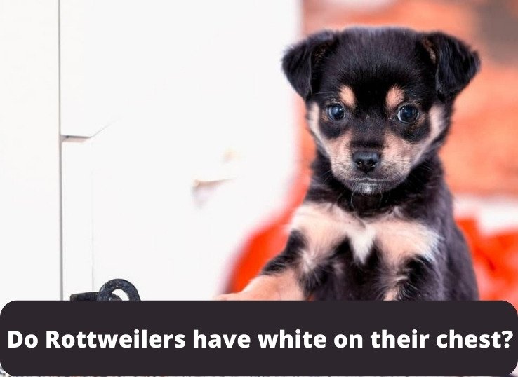 Do-Rottweilers-have-white-on-their-chest