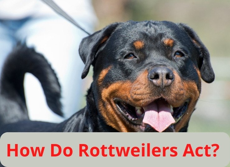 How-Do-Rottweilers-Act