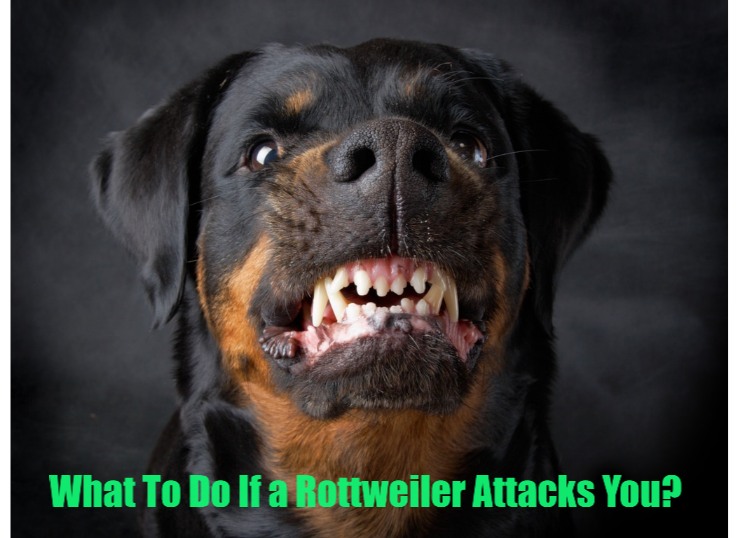 What-To-Do-If-a-Rottweiler-Attacks-You