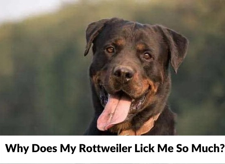 Why Does My Rottweiler Lick Me So Much? 7 Possible reasons 