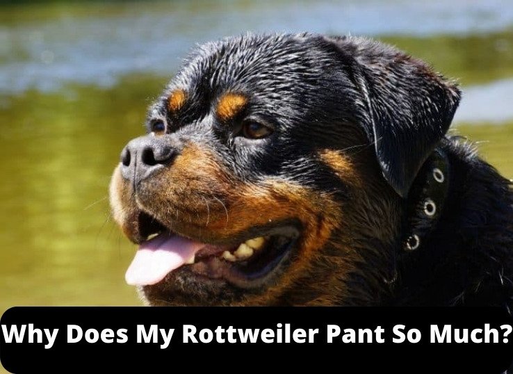Why Does My Rottweiler Pant So Much? (8 Possible Causes)