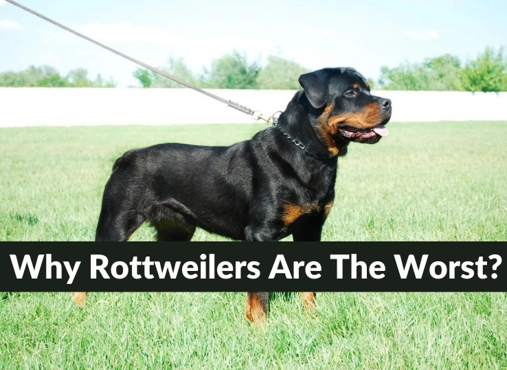 Why Rottweilers Are The Worst