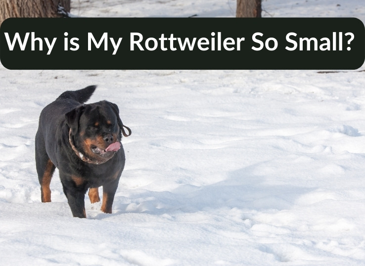 Why is My Rottweiler So Small? 5 Possible Reasons