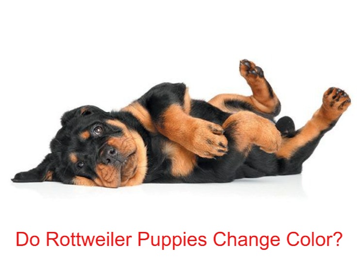 do rottweiler puppies change color