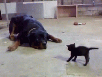 rottweiler-getting-along-with-cat