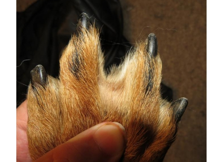 What Causes Webbed Feet In Dogs