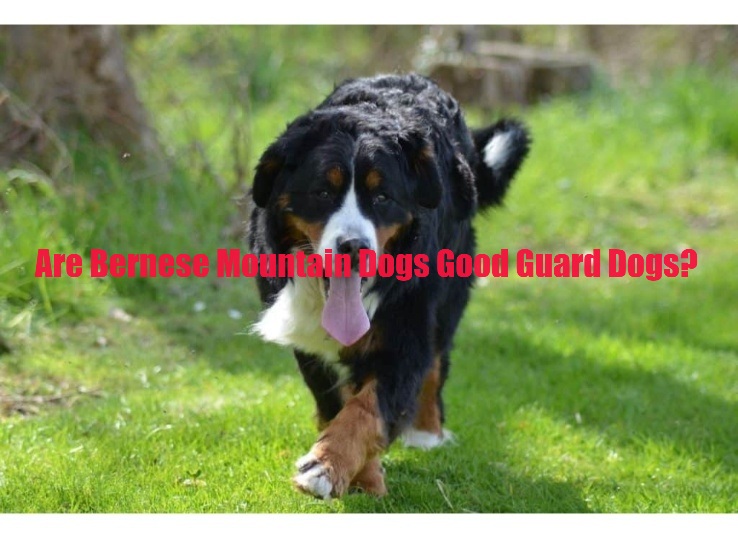 Are Bernese Mountain Dogs Good Guard Dogs
