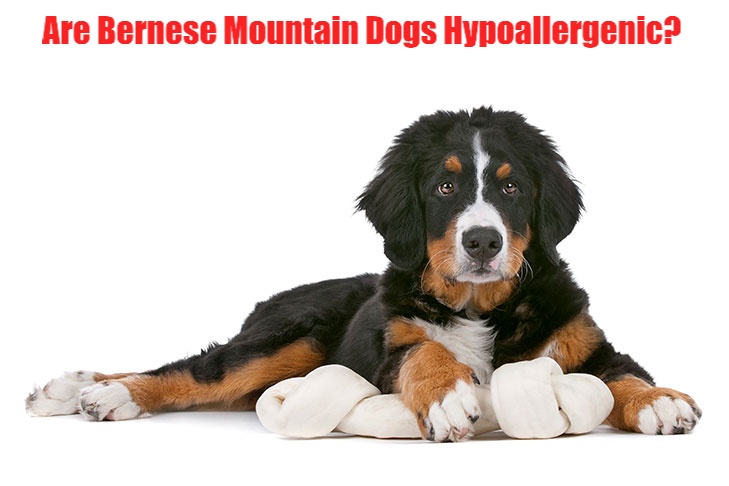 Are-Bernese-Mountain-Dogs-Hypoallergenic?