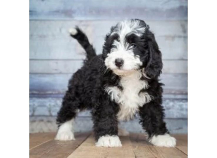 Bernedoodles