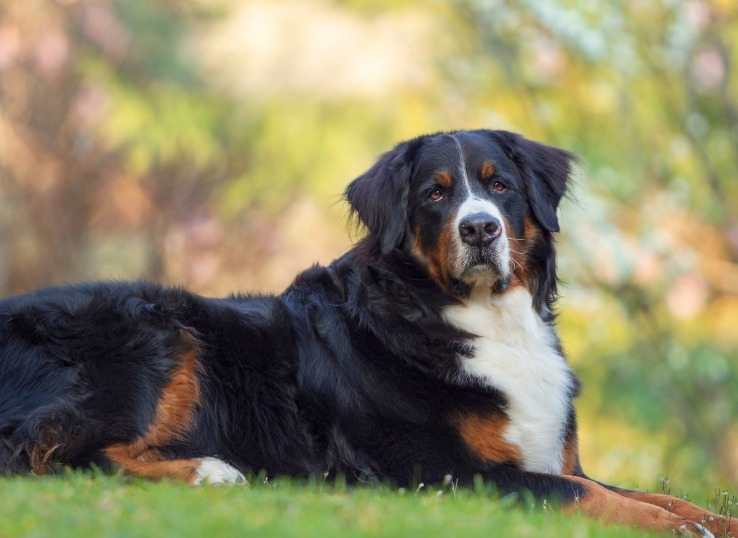 Bernese-mountain-dog-personality-