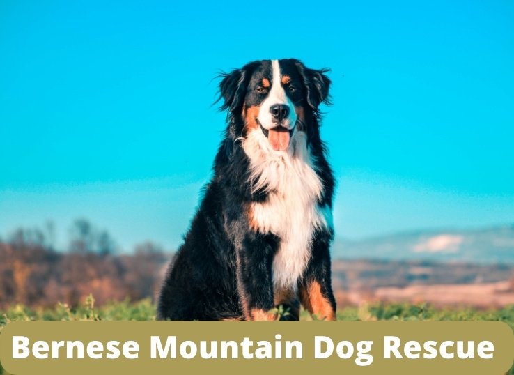 Bernese mountain dog rescue