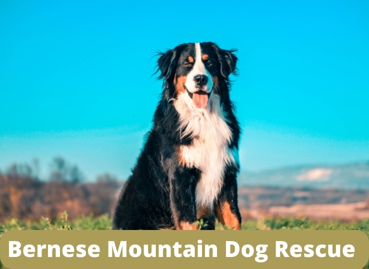 Bernese-mountain-dog-rescue