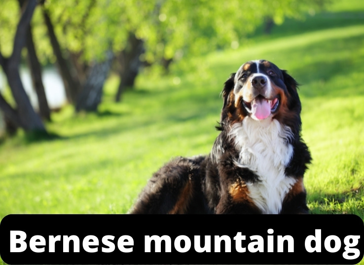 Bernese mountain dog