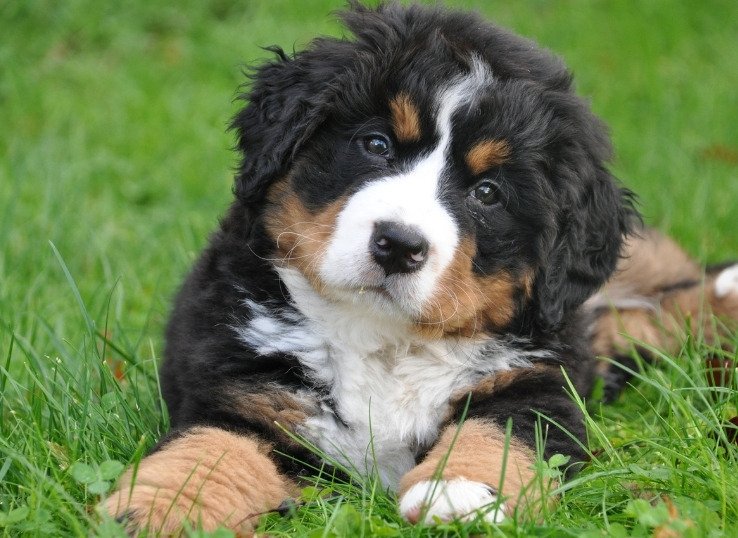 Bernese-mountain-puppy-