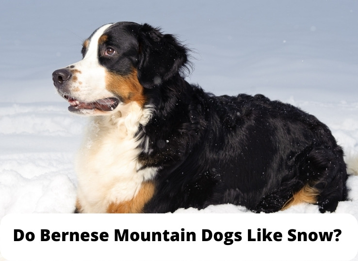 Do Bernese Mountain Dogs Like Snow