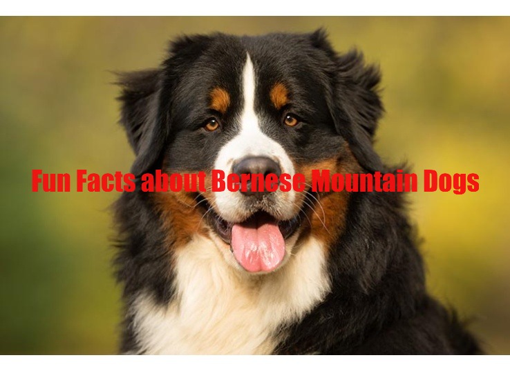 Fun Facts about Bernese Mountain Dogs