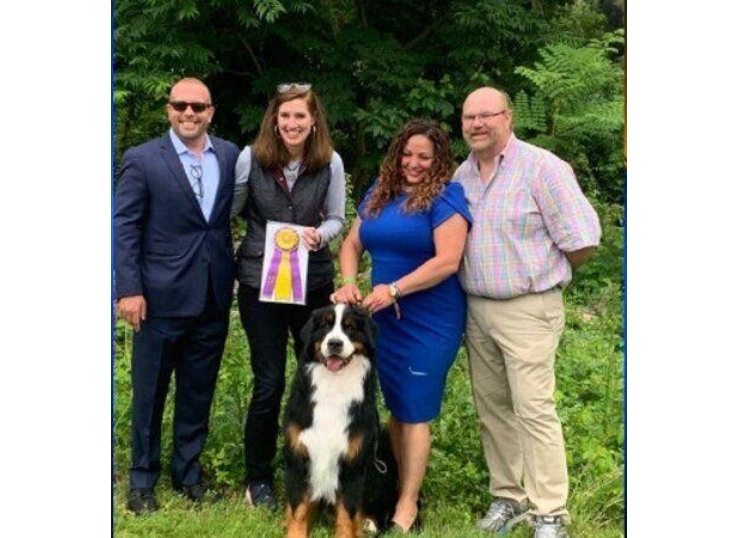 George-a-Bernese-Mountain-Dog