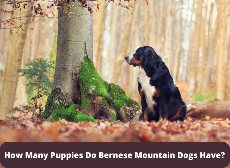 How Many Puppies Do Bernese Mountain Dogs Have