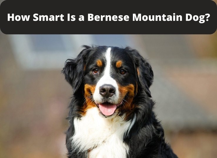 How Smart Is a Bernese mountain dog? (Latest Guide)