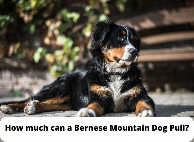 How much can a Bernese Mountain Dog Pull