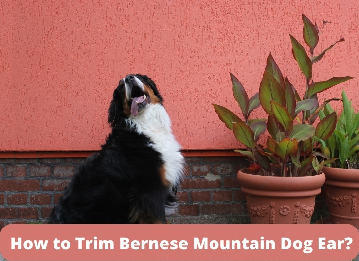 How to Trim Bernese Mountain Dog Ear? 2 Techniques 