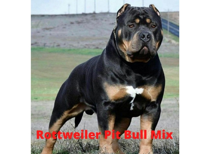 Rottweiler-Pit-Bull-Mix