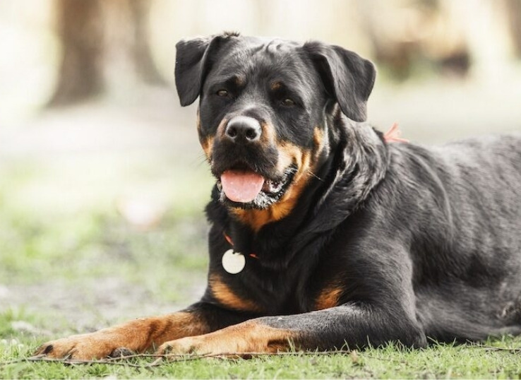 Rottweiler-dog