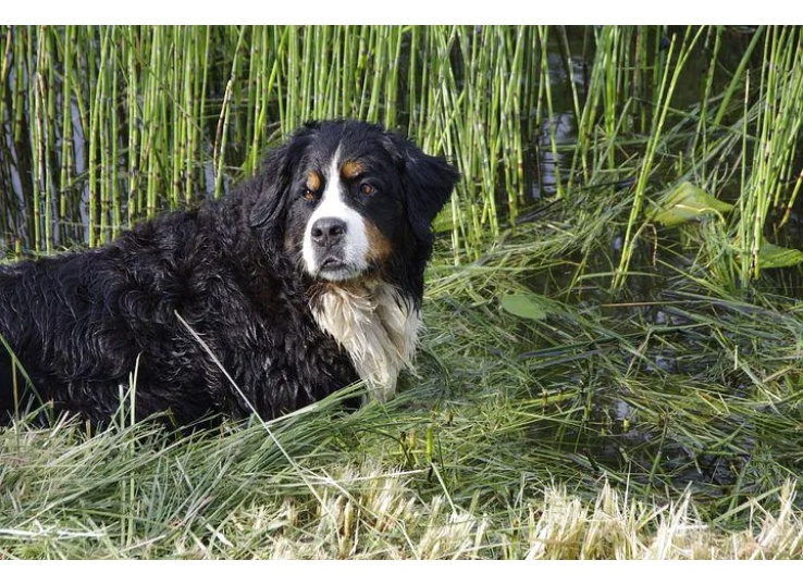 The difference between a guard dog and a watchdog