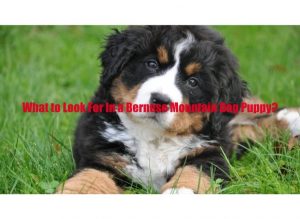 Top 6 Bernese Mountain Dog Look Alike Breeds