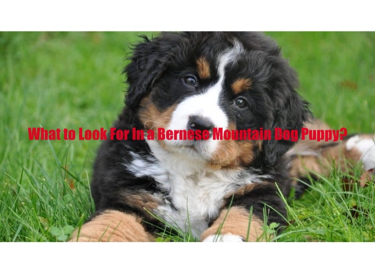 What to Look For In a Bernese Mountain Dog Puppy?