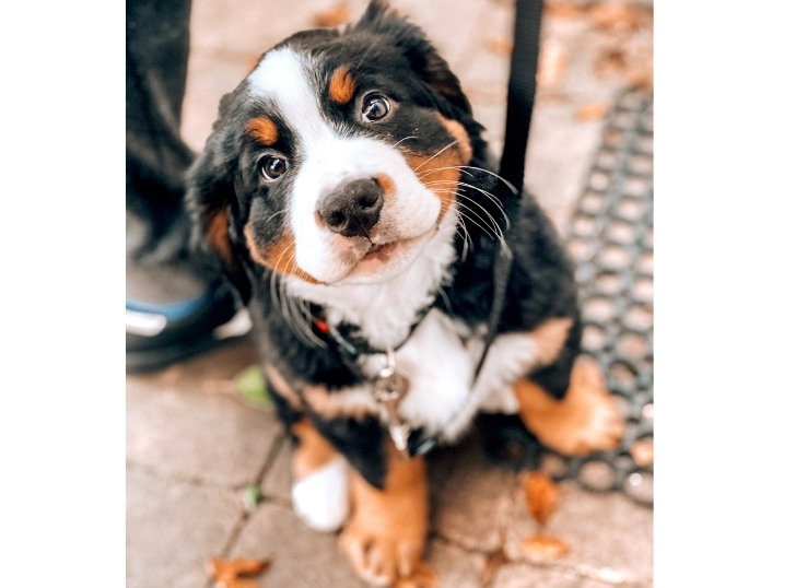 bernese-mountain-dog-puppy-