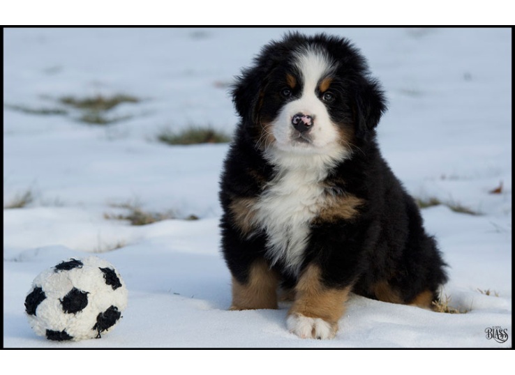 This image has an empty alt attribute; its file name is bernese-mountain-dog-puppy.jpg
