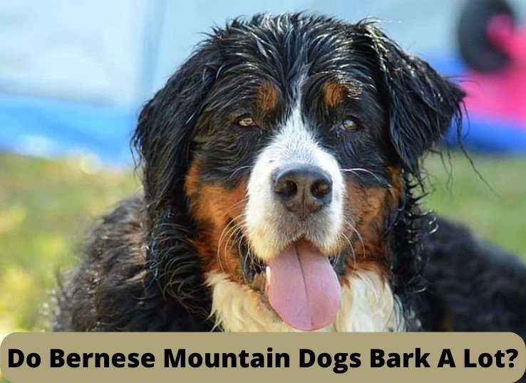 do bernese mountain dogs bark alot