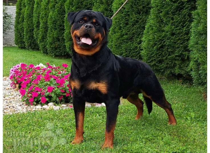 raising-Rottweiler-dog