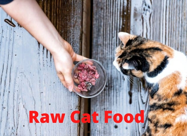 raw-cat-food