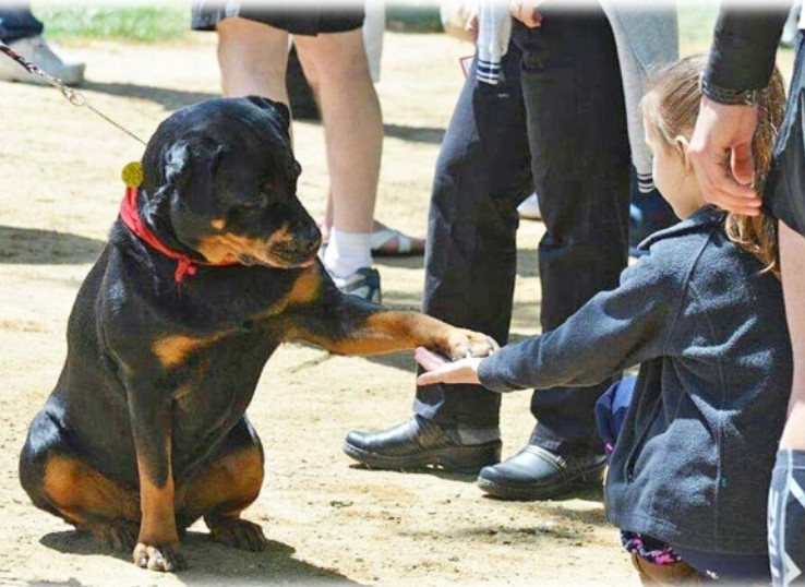 rottweiler-serving-dog