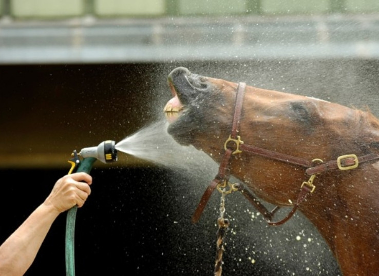 washing-a-horse-face-