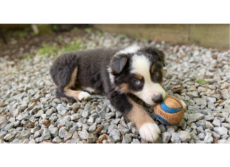 Australian-Shepherd-puppy