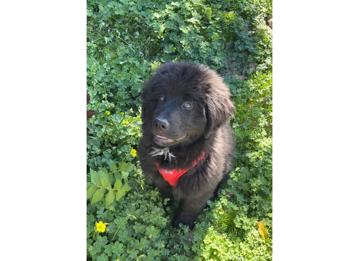 Bernefie-puppy