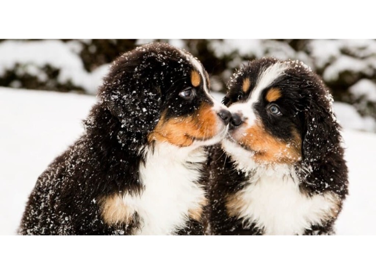 Bernese-Mountain-Dog