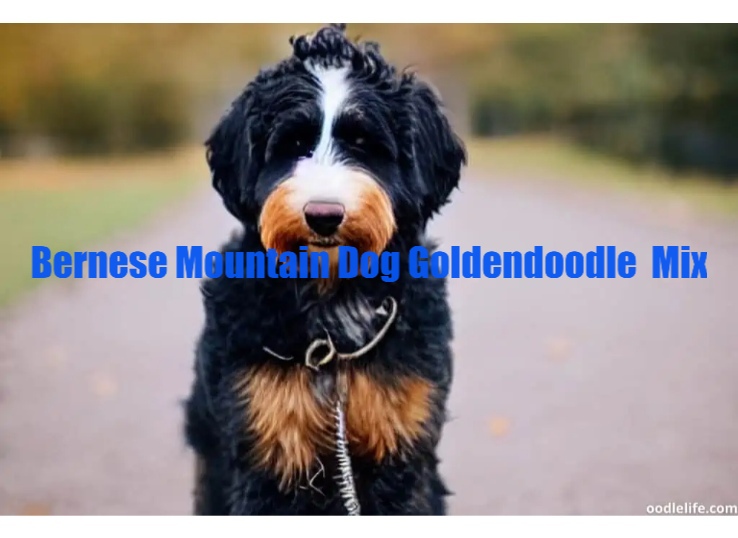 Bernese Mountain Dog Goldendoodle