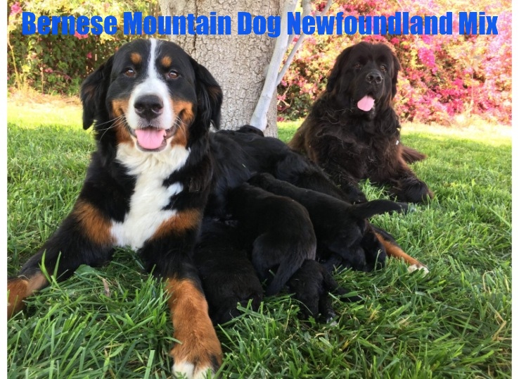 Bernese Mountain Dog Newfoundland