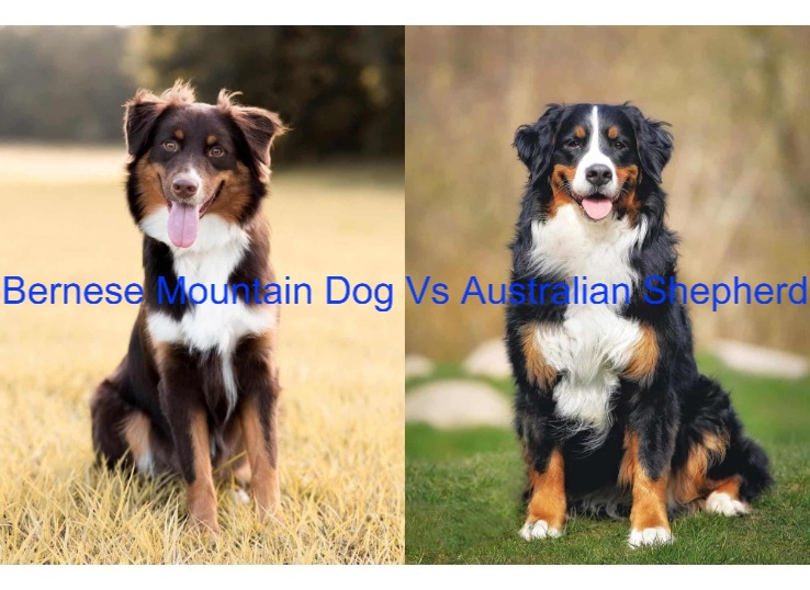 Bernese Mountain Dog Vs Australian Shepherd 1