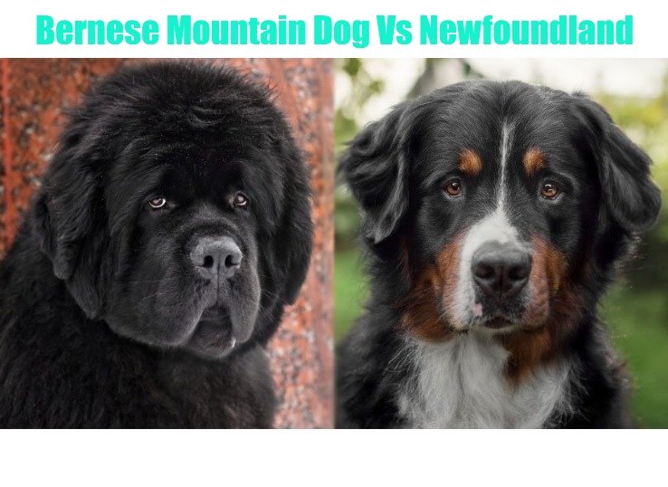 Bernese Mountain Dog vs Newfoundland: (Main Differences?