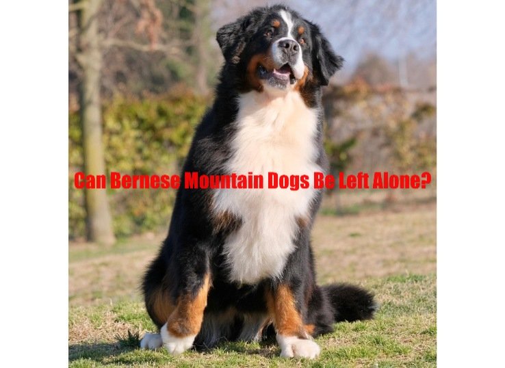 Can Bernese Mountain Dogs Be Left Alone