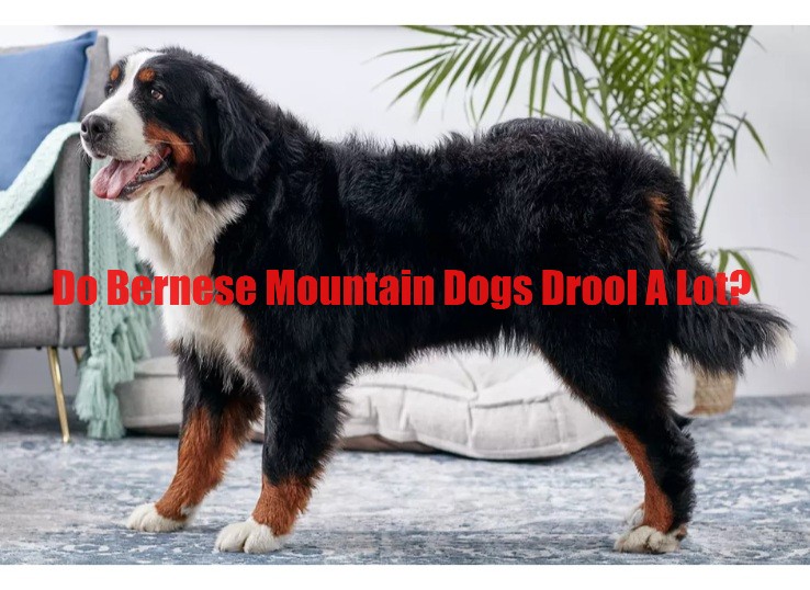 Do Bernese Mountain Dogs Drool A Lot? (Stunning Guide in 2024)