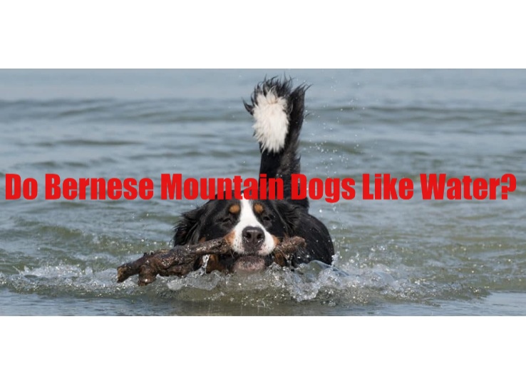 Do Bernese Mountain Dogs Like Water? (New)